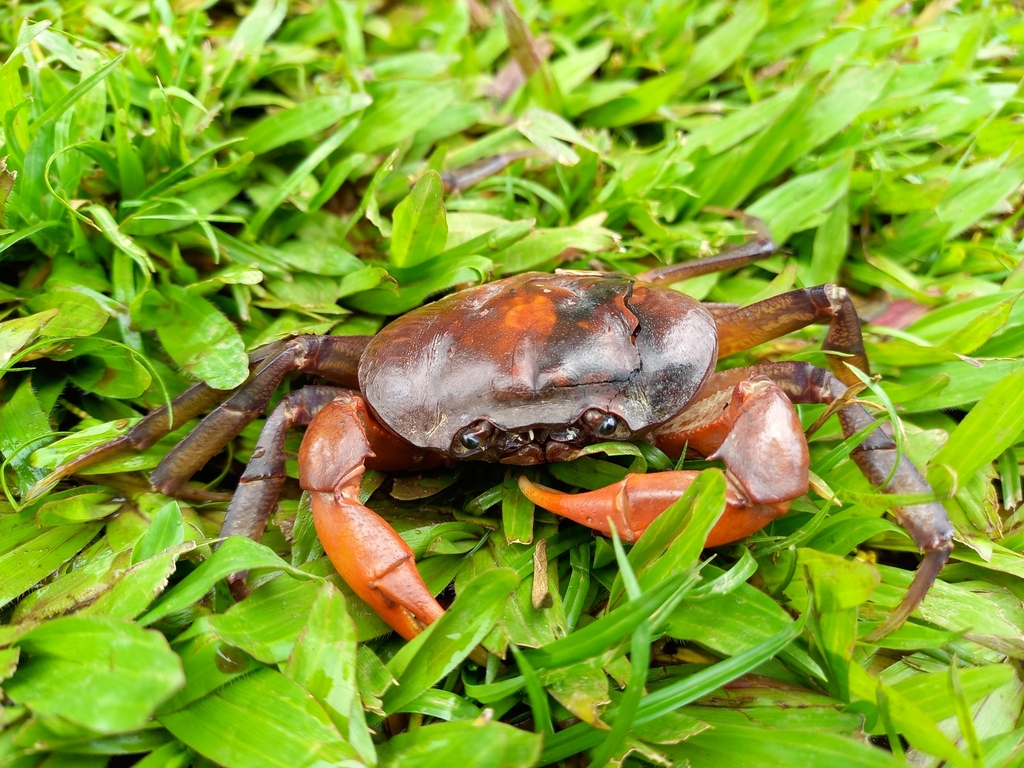 Holthuisana biroi