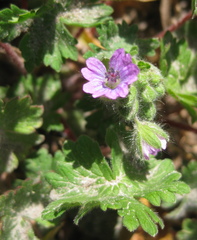 Geranium molle