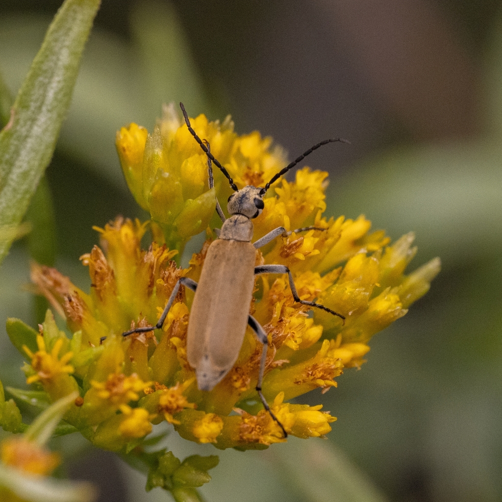 Epicauta cicatrix