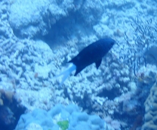 モンスズメダイ