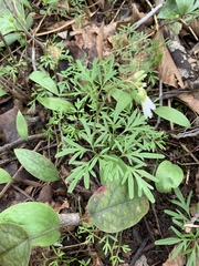 Cardamine dissecta