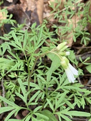 Cardamine dissecta