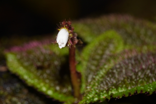 Triolena pustulata, photograph 3