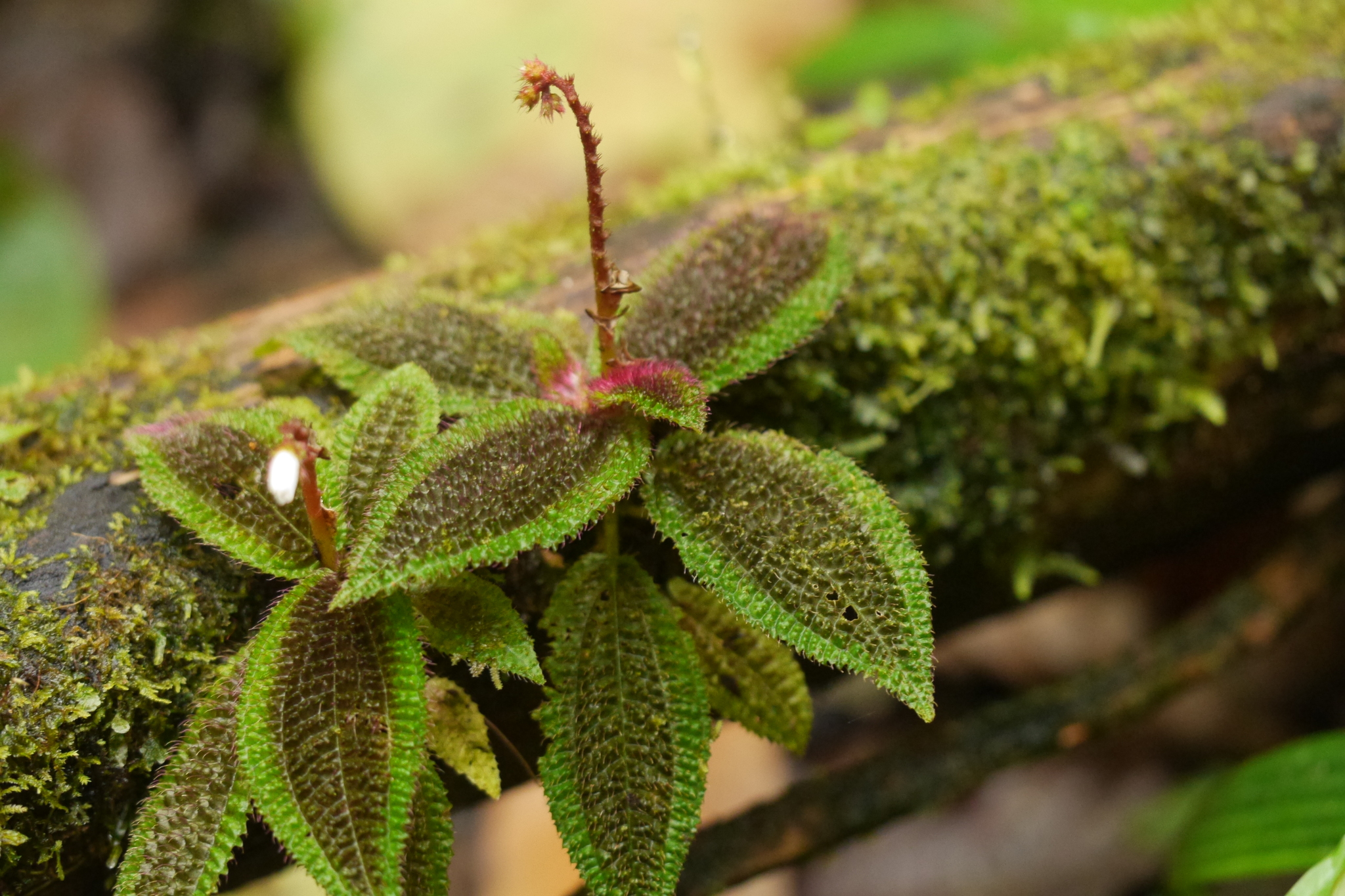Triolena pustulata