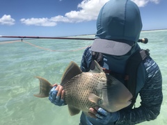 Pseudobalistes flavimarginatus