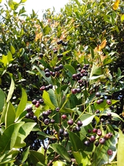 Syzygium myrtifolium
