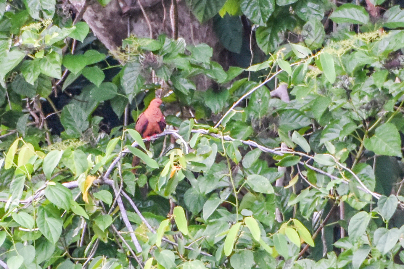 Spot-breasted Cuckoo-Dove (Macropygia mackinlayi), photo 1