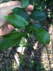 Trachelospermum jasminoides