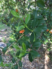 Trachelospermum jasminoides