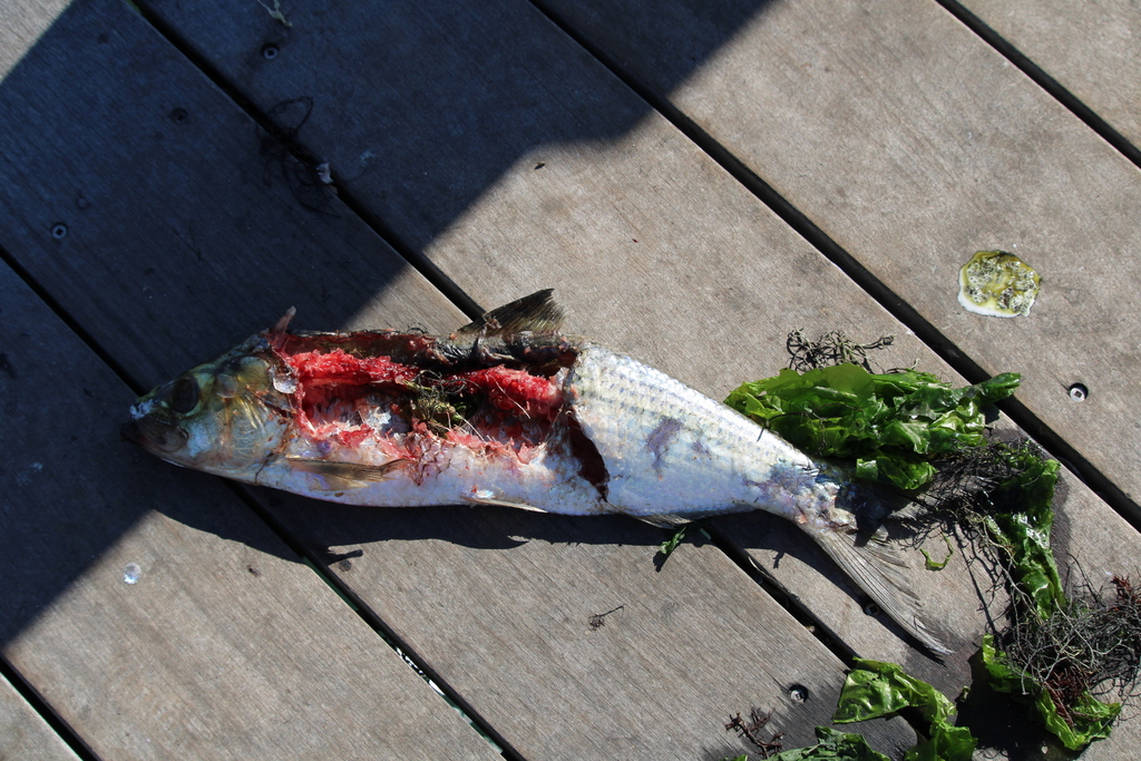 Bonejack (Alosa mediocris) — Clupeidae