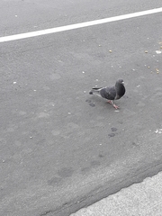 Columba livia domestica