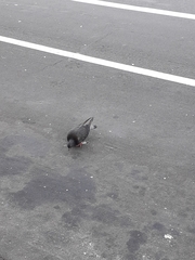 Columba livia