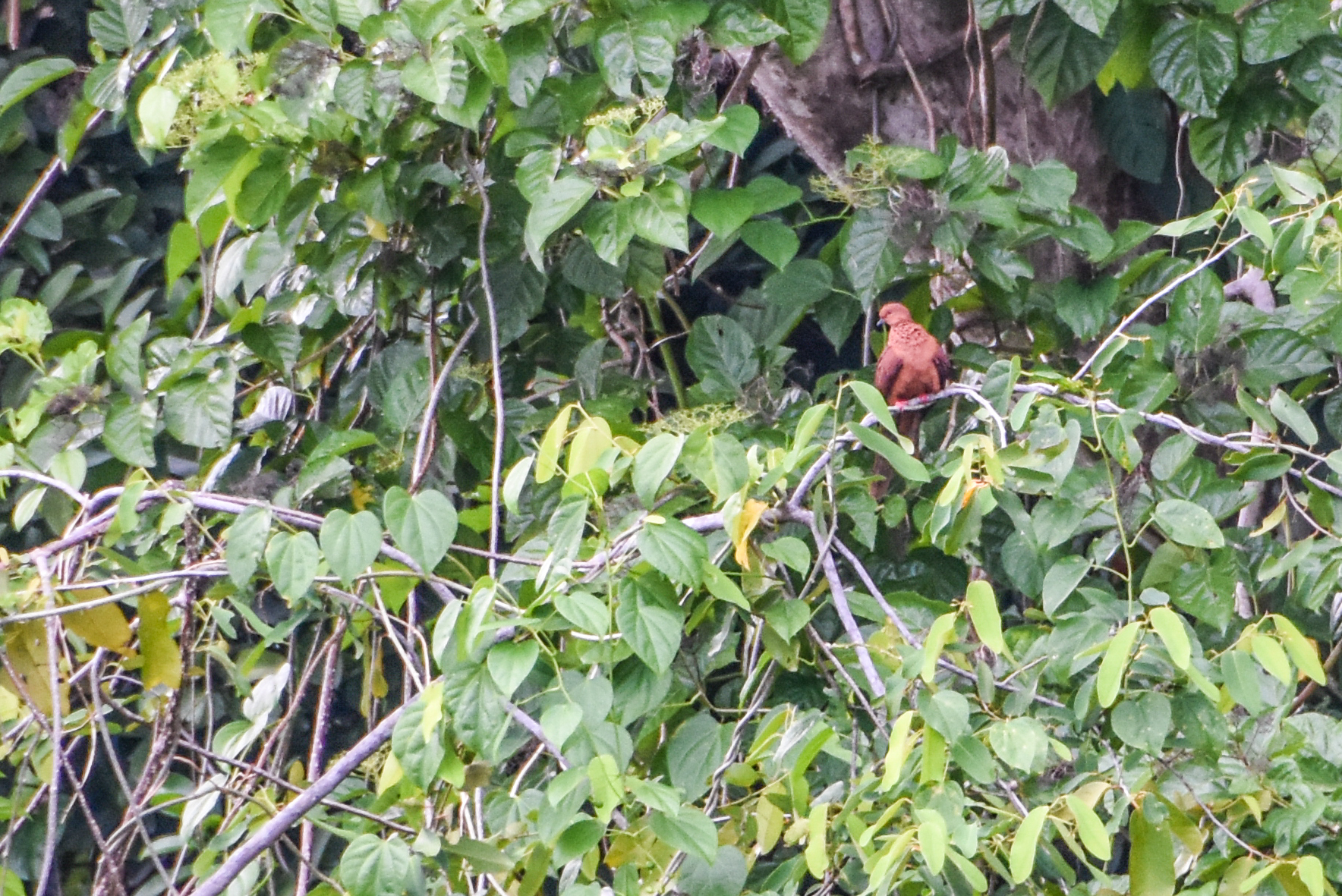 Spot-breasted Cuckoo-Dove (Macropygia mackinlayi), photo 2