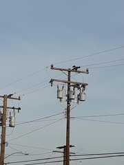 Corvus corax