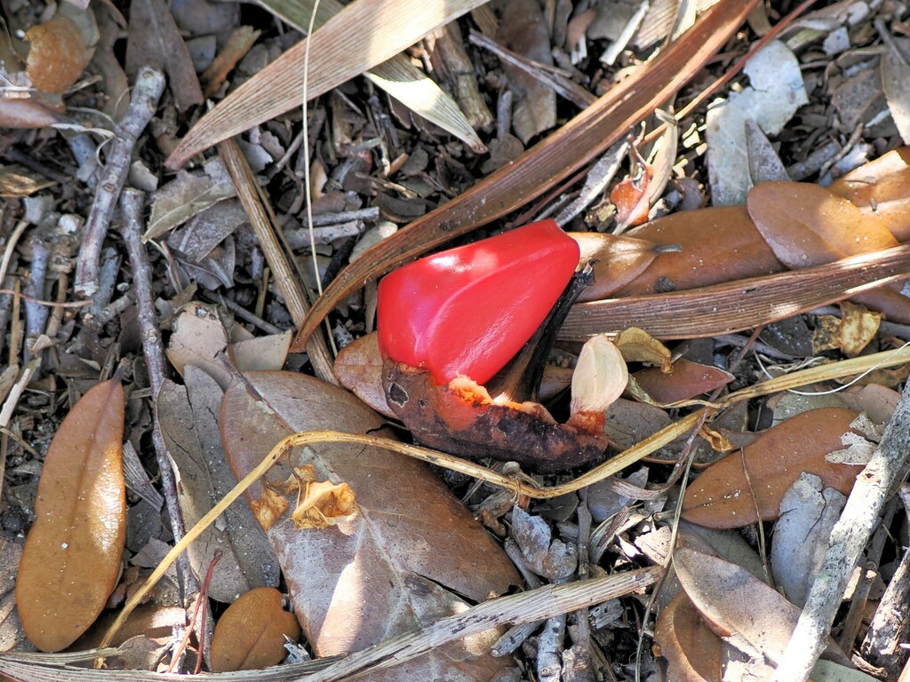 Coontie from High Ridge Natural Scrub Area 7300 High Ridge Road Boynton ...
