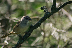 Rhynchospiza strigiceps