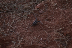 Proboscidea parviflora