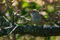 Rhynchospiza strigiceps