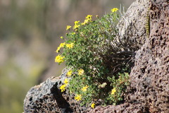 Perityle leptoglossa