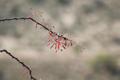Fouquieria macdougalii