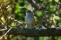 Rhynchospiza strigiceps