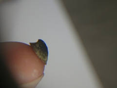 Ancylus fluviatilis