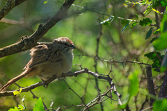 Rhynchospiza strigiceps