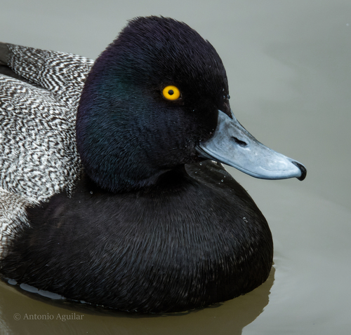 Lesser Scaup, photo 10 of 10