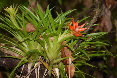 Guzmania lingulata