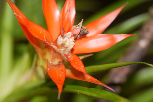 Guzmania lingulata