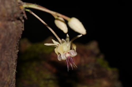 Theobroma cacao