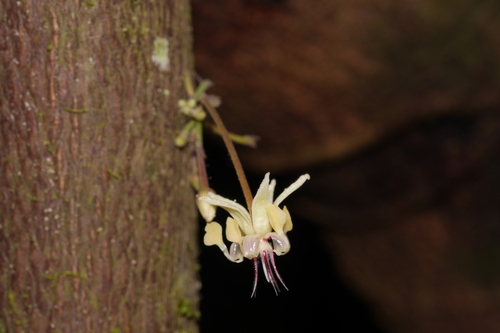 Theobroma cacao