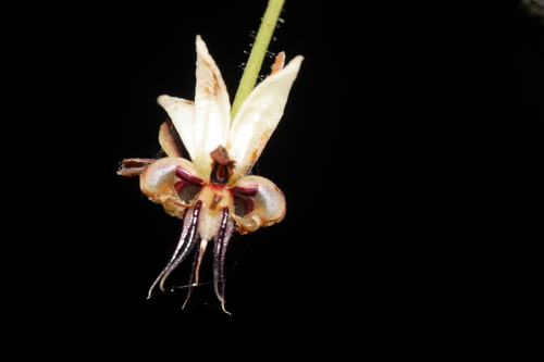 Theobroma cacao