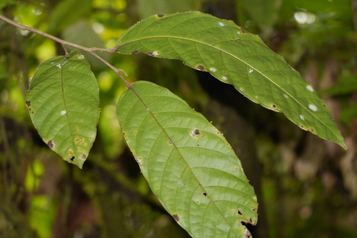 Theobroma cacao