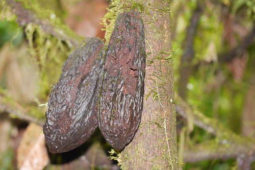 Theobroma cacao