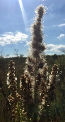 Pterocaulon polystachyum