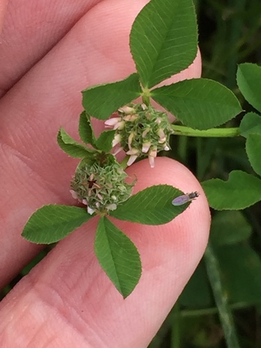 Trifolium glomeratum observed 2023-11-14
