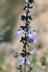 Salvia fruticulosa