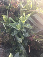 Oemleria cerasiformis