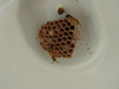 Mischocyttarus cerberus