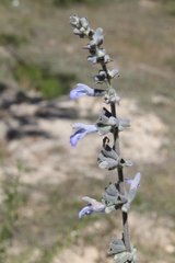 Salvia fruticulosa