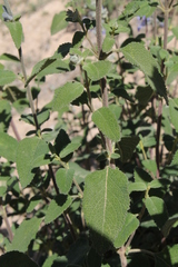Salvia fruticulosa