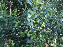 Trachelospermum jasminoides