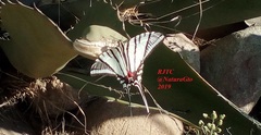 Protographium epidaus fenochionis