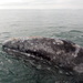 Grey Whales - Photo (c) Marisol González, some rights reserved (CC BY-NC), uploaded by Marisol González