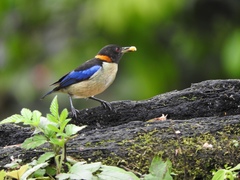 Iridophanes pulcherrimus