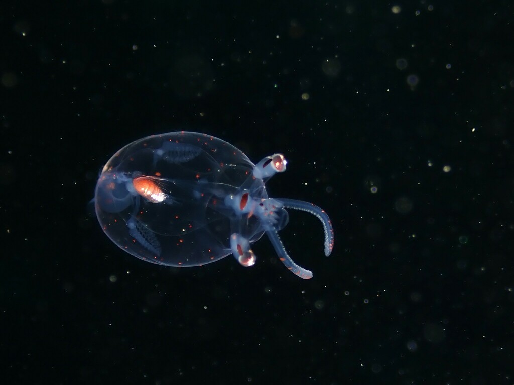 Googlyeyed Glass Squid from Sharks Tooth West on November 14, 2023 at 1206 PM by Luca