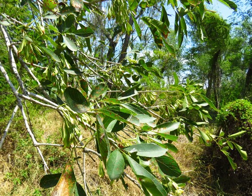 Image of Fraxinus berlandieriana by (c) Annika Lindqvist, some rights reserved (CC BY)