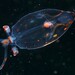 Googly-eyed Glass Squid - Photo (c) Luca Davenport-Thomas, some rights reserved (CC BY-NC), uploaded by Luca Davenport-Thomas