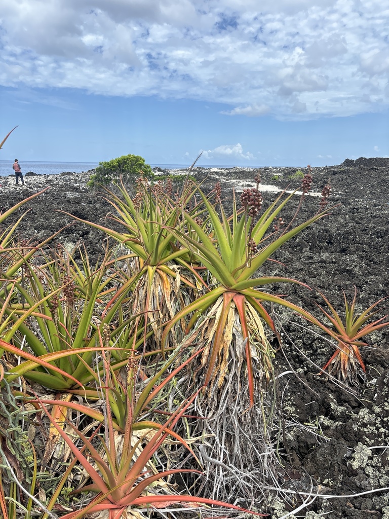 Aloe alexandrei (Comoro Aloe)